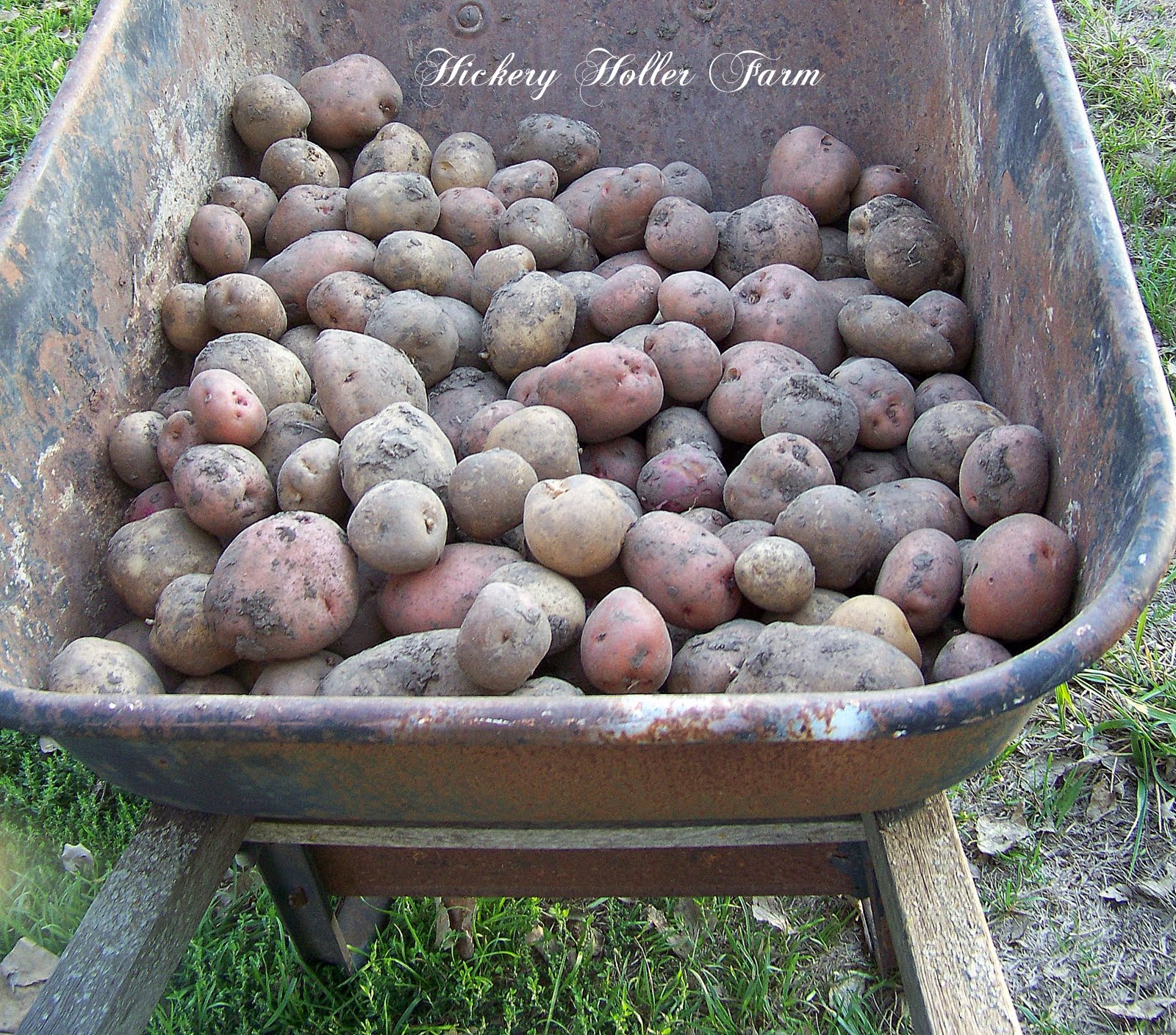 Hickery Holler Farm Dehydrated Sliced Potatoes