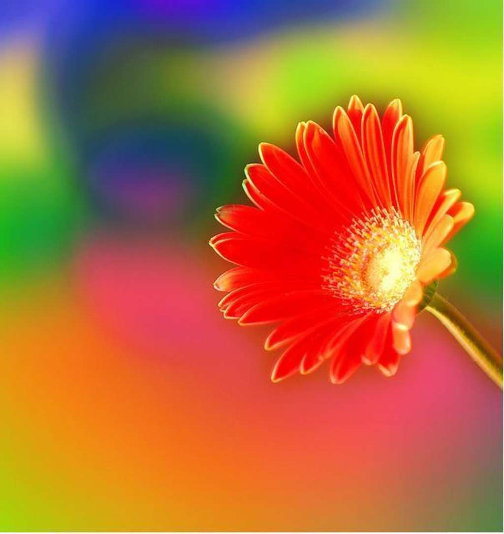 flowers for flower lovers. Beautiful coloured flowers pictures.