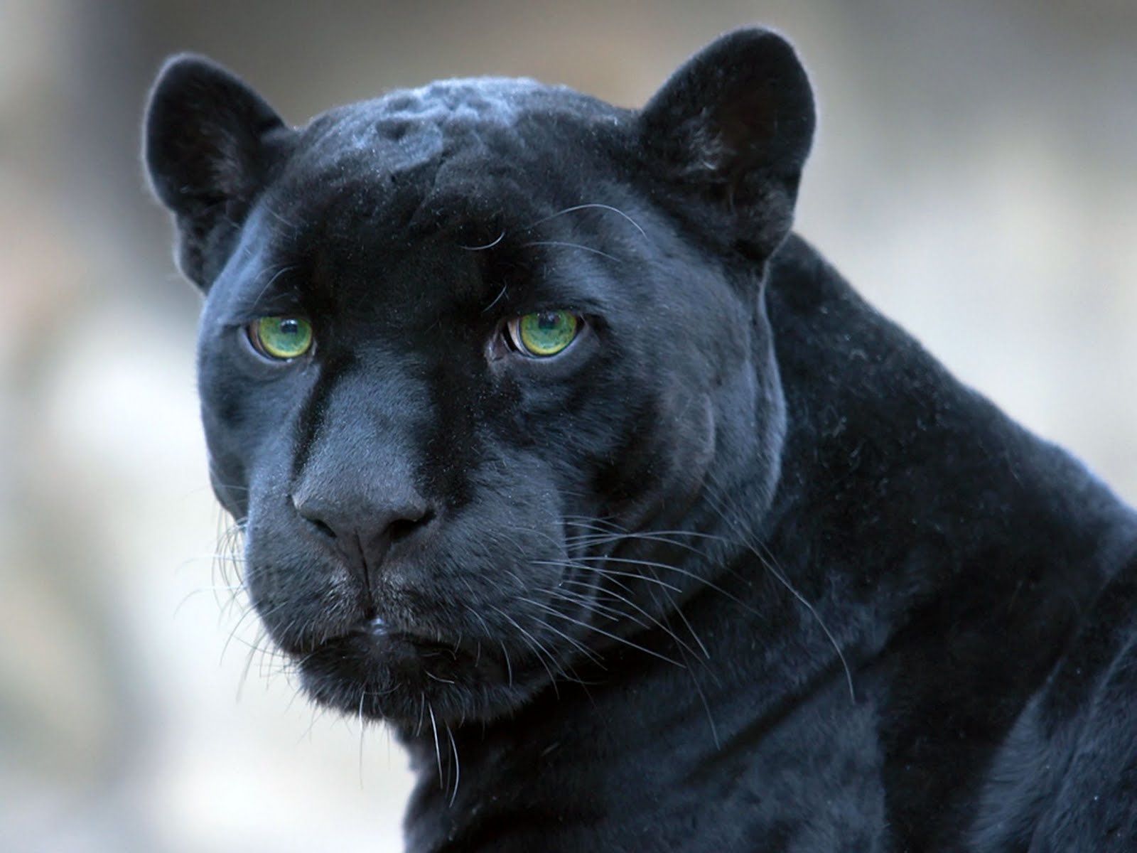 JAGUAR ANIMAL SALVAJE jaguar animal salvaje: