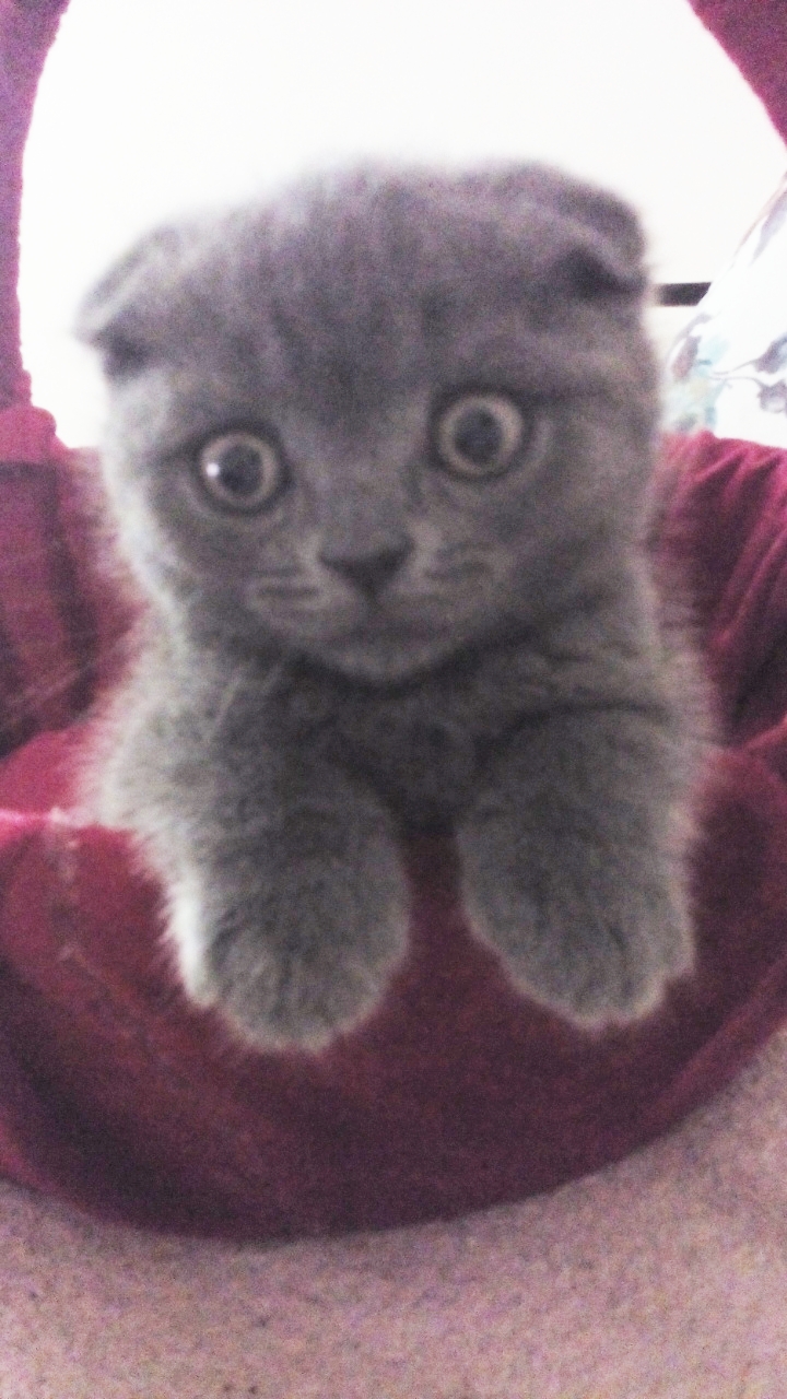 scottish fold istanbul Scottish Fold Özellikleri