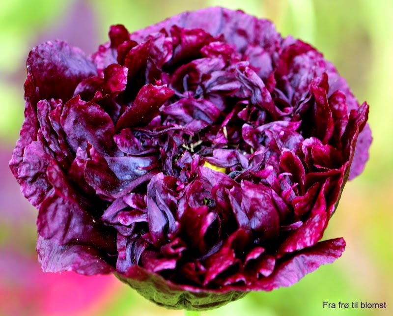 Fra frø til blomst Pæonvalmue 'Black Peony'