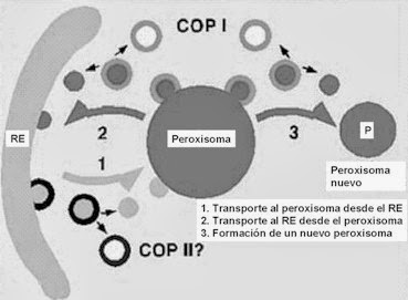 La Célula Peroxisoma