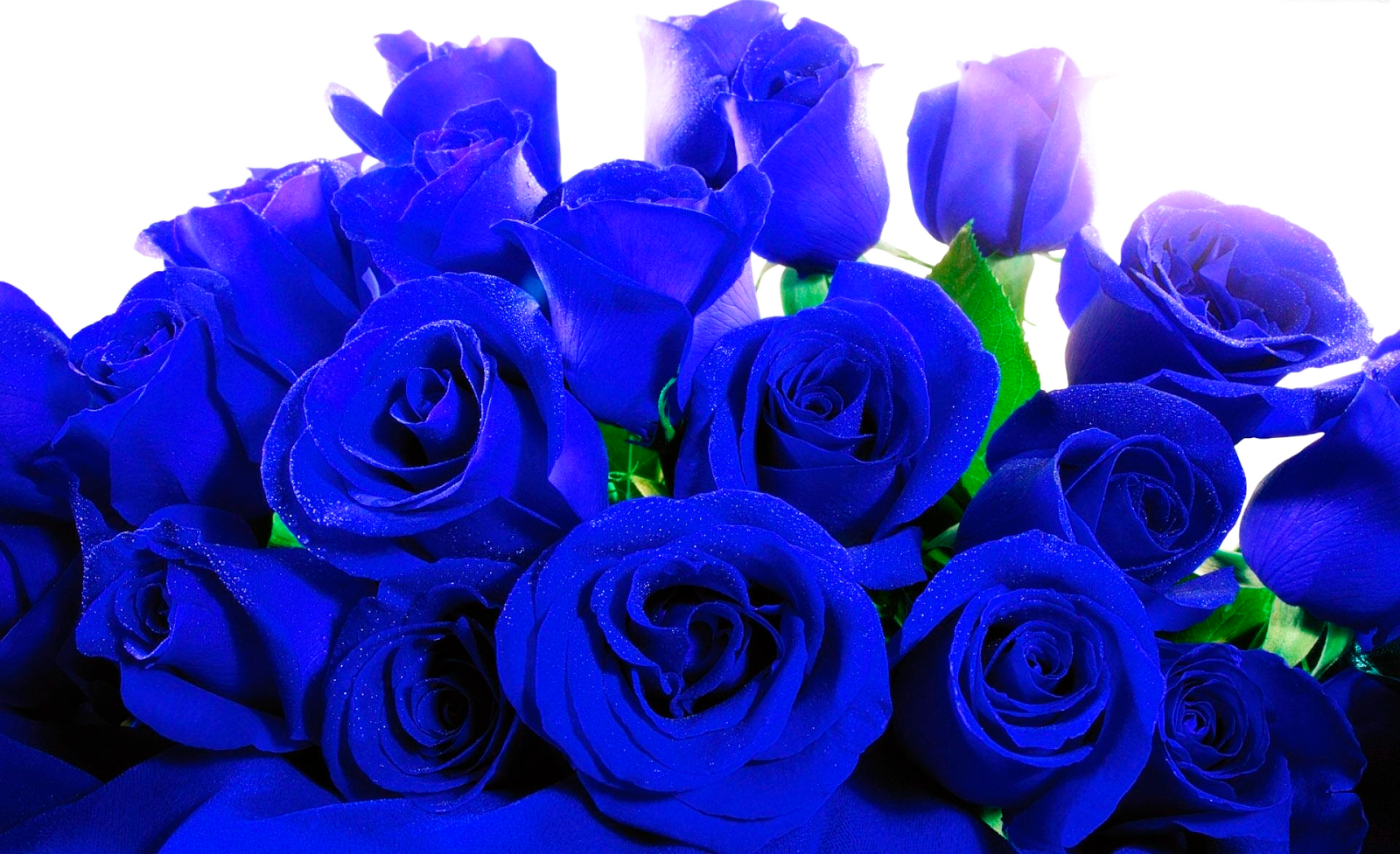 Rosas azules png - Imagui