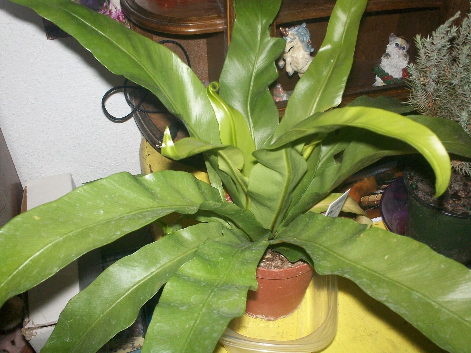 Plants
