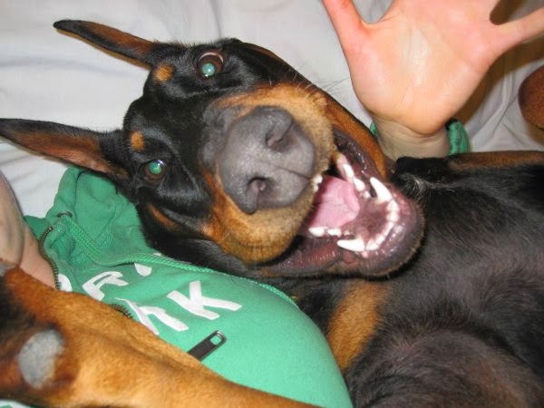 Cute dogs - part 11 (50 pics), doberman takes a selfie