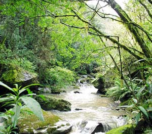 Mata Atlântica. foto