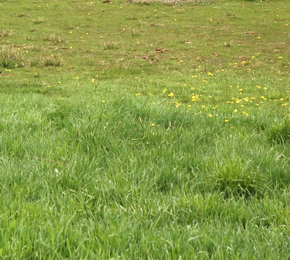 Natural Way To Feed Goats Modern Farming Methods