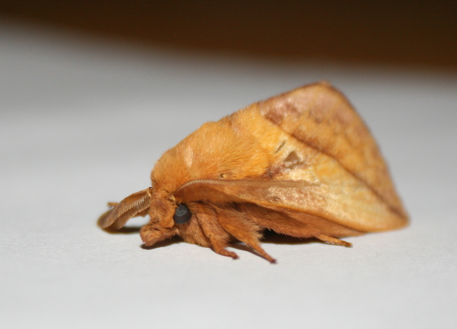 drinker moth
