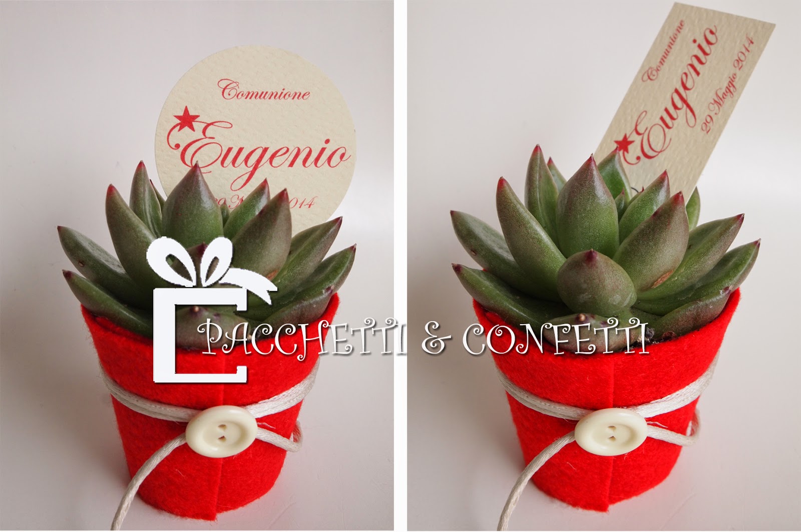 Bomboniera con Piante Grasse Succulente e Mini Cactus in Vasetto di  Ceramica Bianco con Nomi e Data