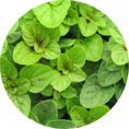 Marjoram