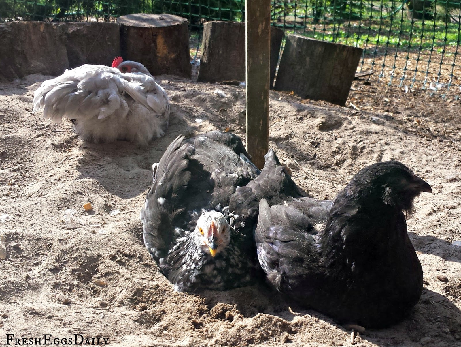 Dust Bath For Chicken Lice at Haydee Phaneuf blog