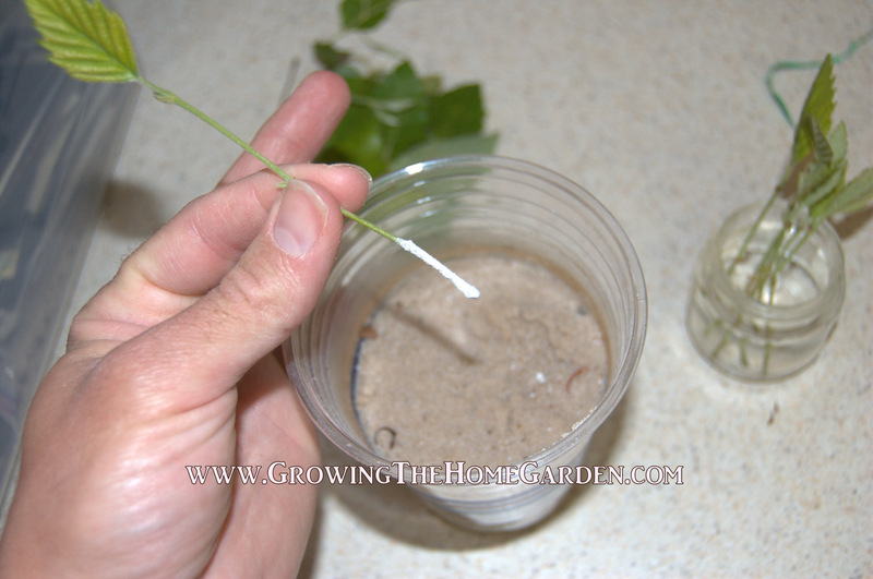 Propagating Birch Trees from Softwood Cuttings Growing The Home Garden