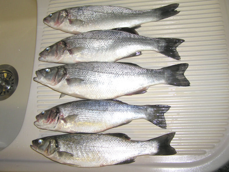 Nama Ikan Laut