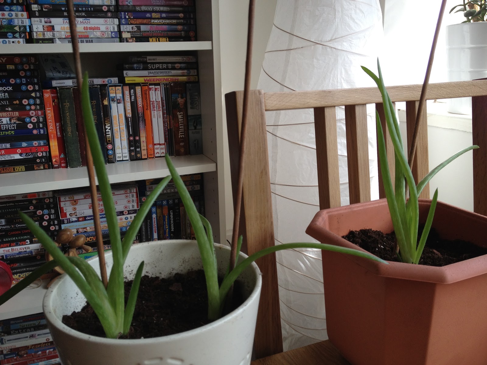 aloe vera shoot