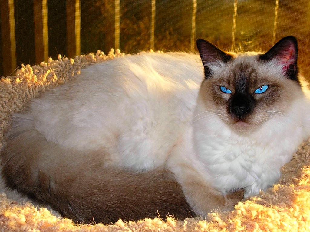 Balinese (cat) | The Life of Animals