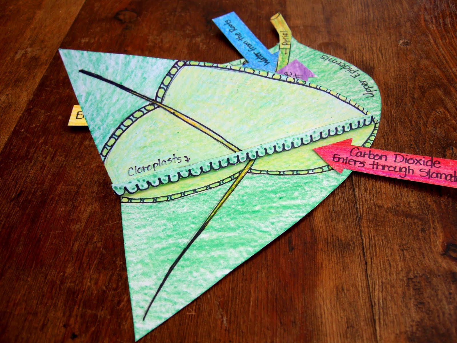 The Inspired Classroom Photosynthesis Model