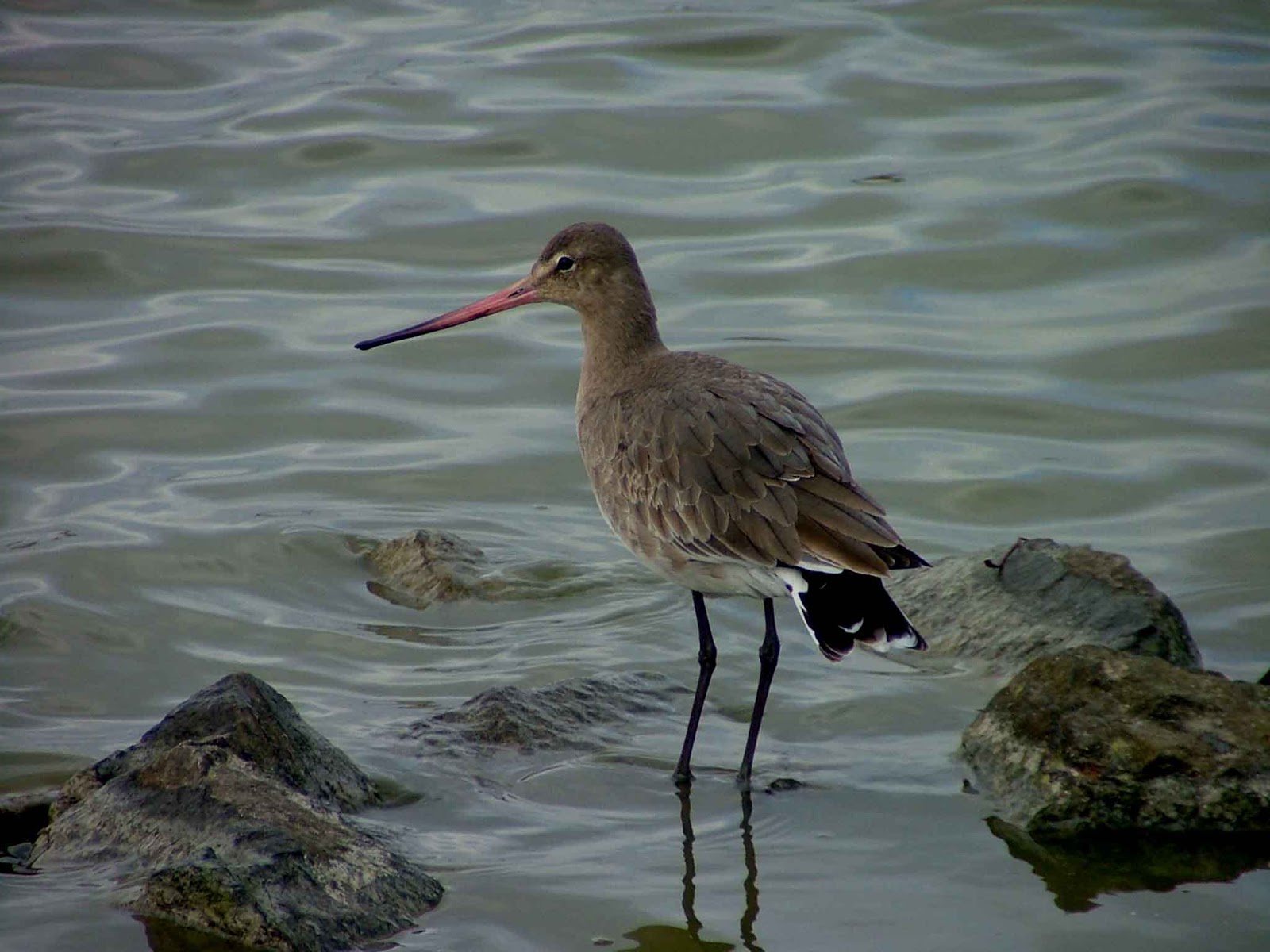 dublin bay birds importance of dublin bay dublin bay birds importance of dublin bay