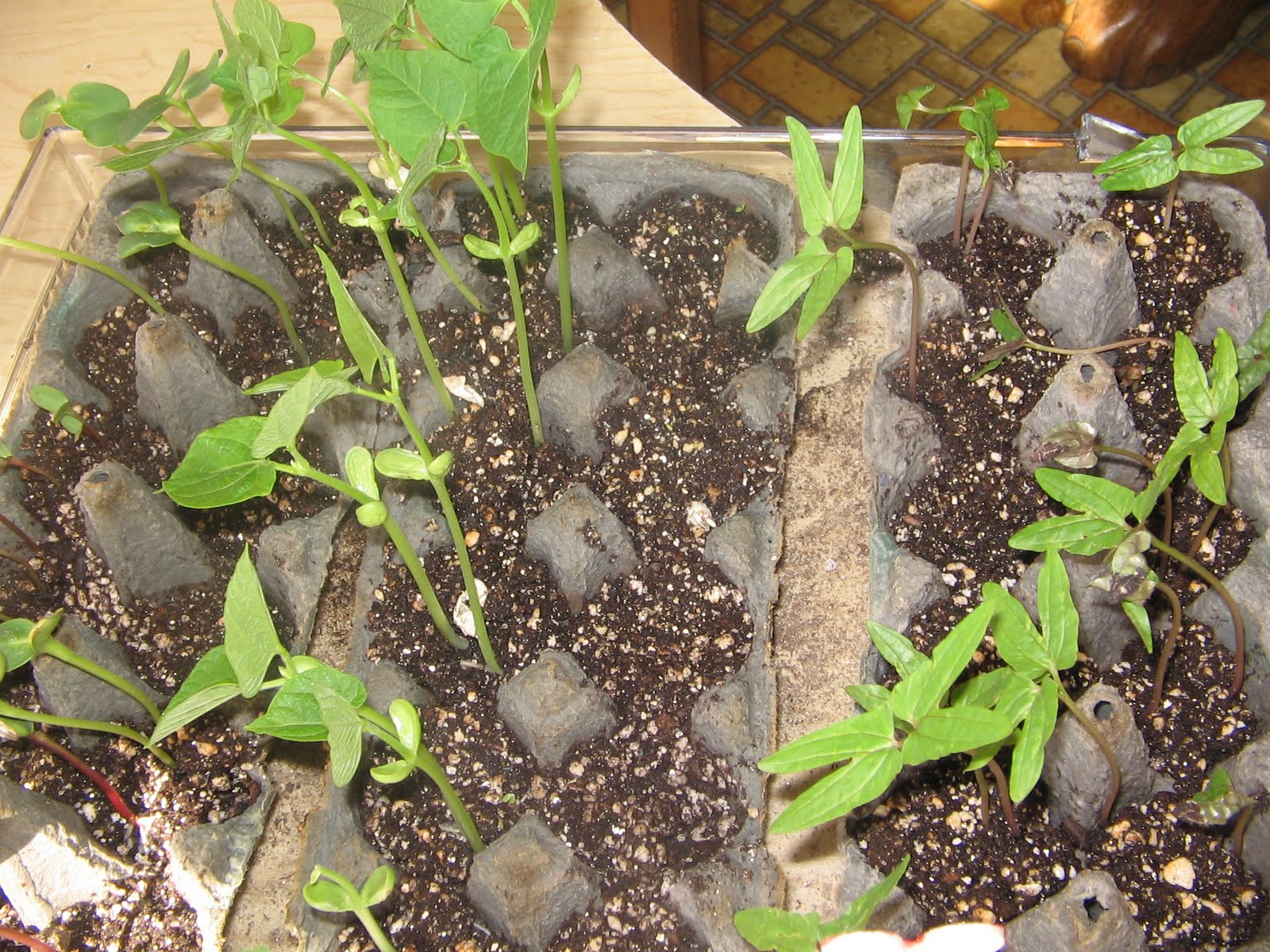 art and soul preschool: Gardening at School