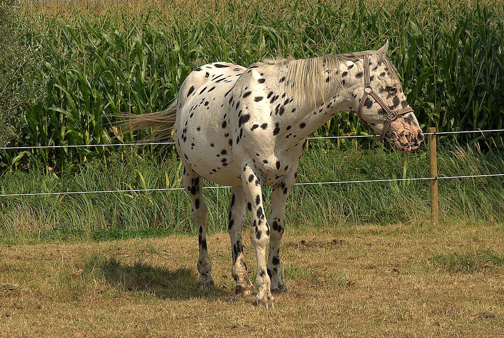 The Mane Point Knabstrupper AZ Intriguing Horse Breeds in Pictures