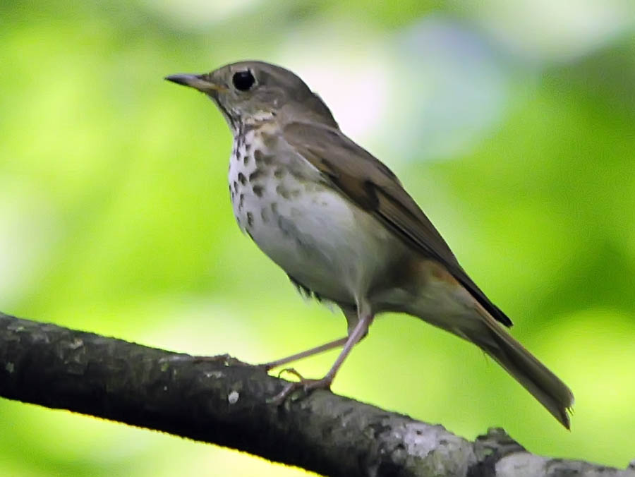 One Jackdaw Birding: Gray-cheeked Thrush NOT - Revised