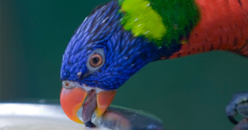 Burung Cara Merawat Burung Memelihara Burung Makanan Burung Betet