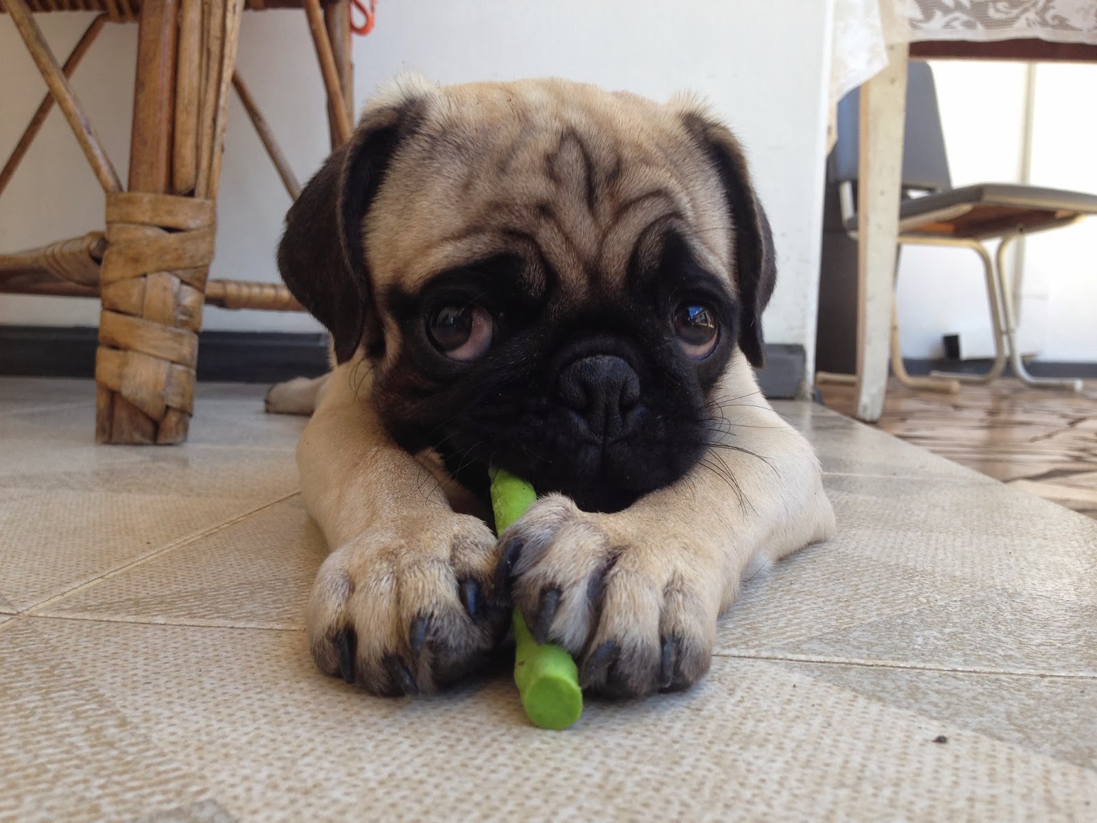 real pug mrs meggins really puppy pictures real pug mrs meggins really puppy pictures