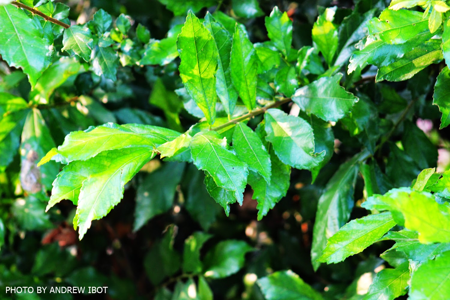 Let's Juice It Up! Tsaang Gubat