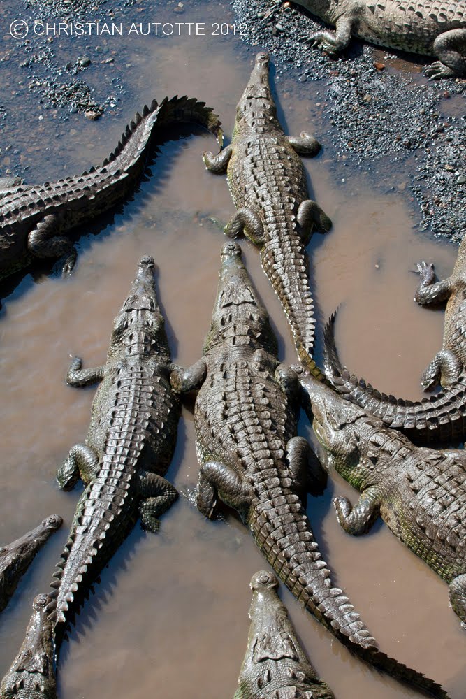 Nature Pix Photos: Les Crocodiles
