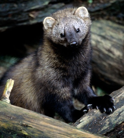 The Rattlin #39 Blog: Camp Creature: Fisher The Rattlin #39 Blog: Camp Creature: Fisher