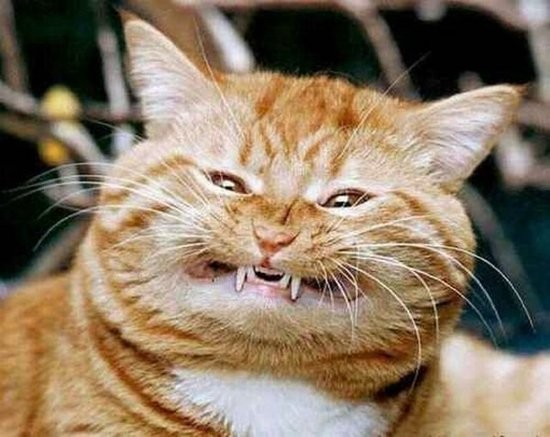 funny crazy cats new