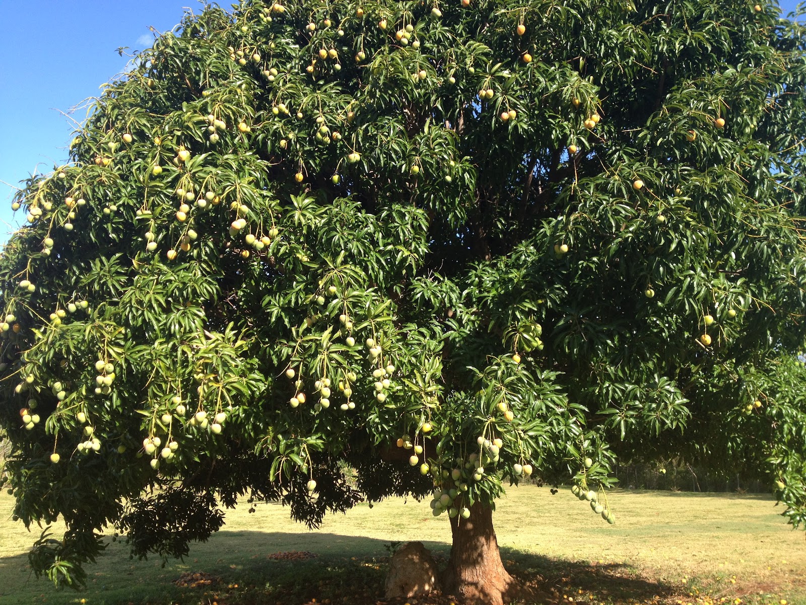 Ellen on Spruce Mango Season at Yellow Plum Farm