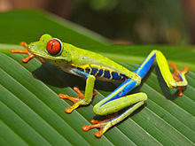 Costa Rica frog