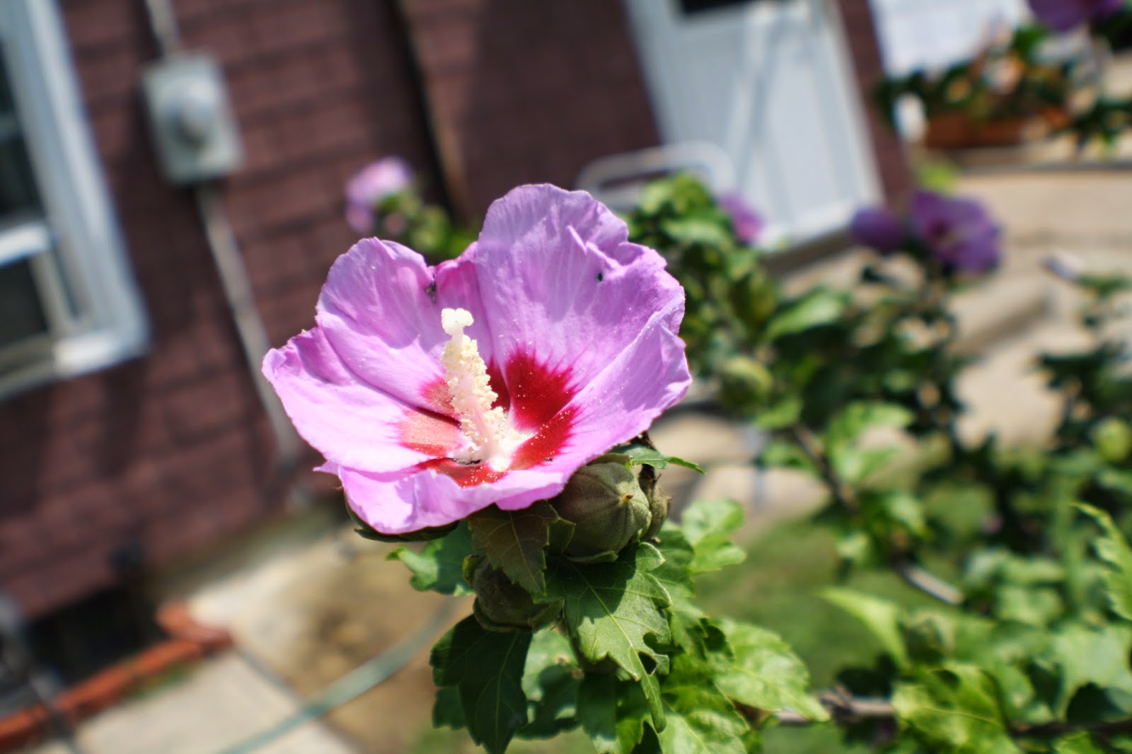 Black UniGryphon's Modest Photos New Jersey Flower Garden