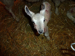 Triplet ewe out of Mossvale ram.