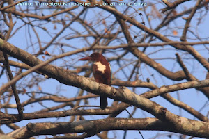 White Throated Kingfisher:- Photo Jonathan.D'silva.