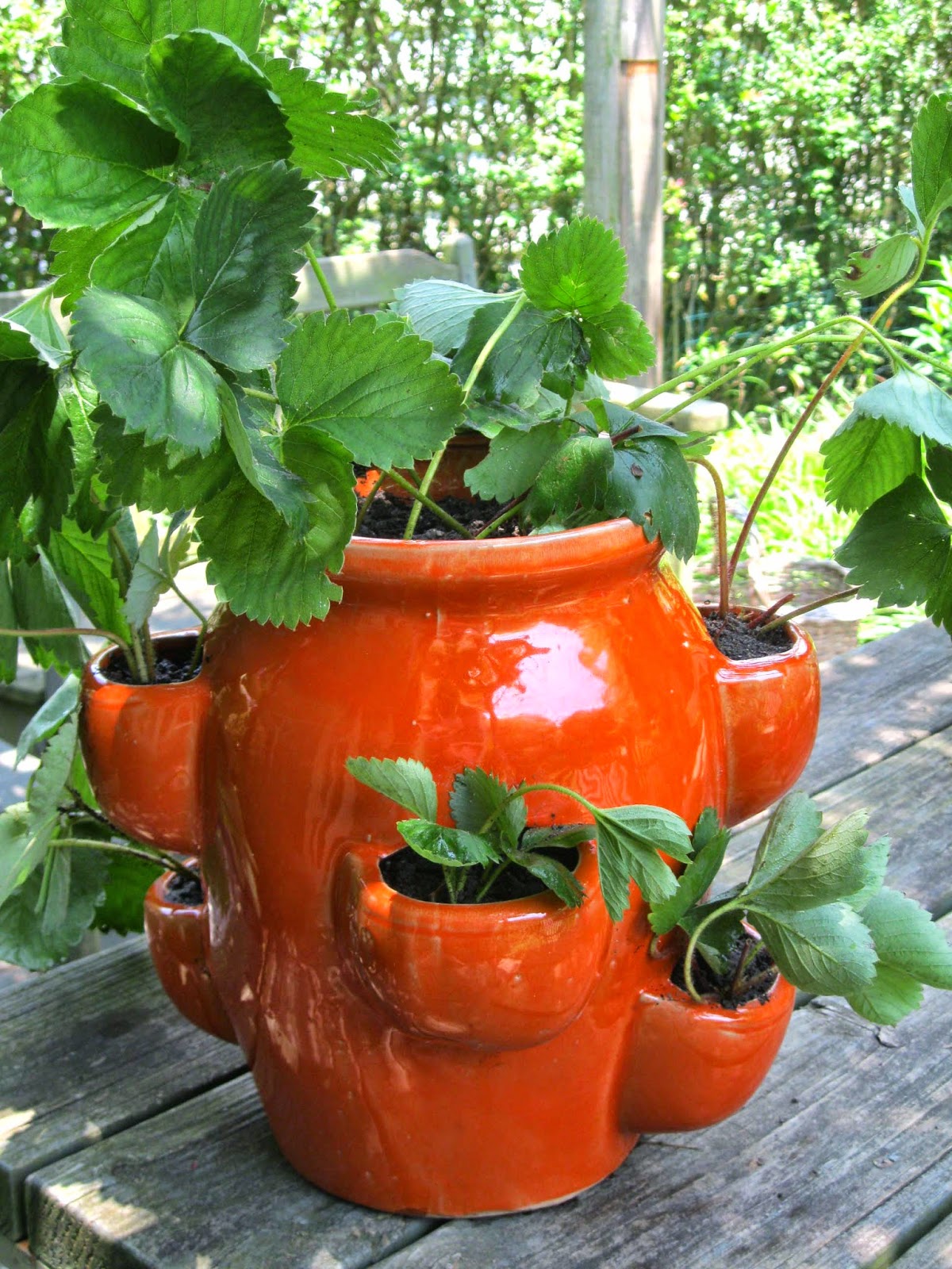 donna s art at mourning dove cottage strawberry pot and a sign donna s art at mourning dove cottage strawberry pot and a sign