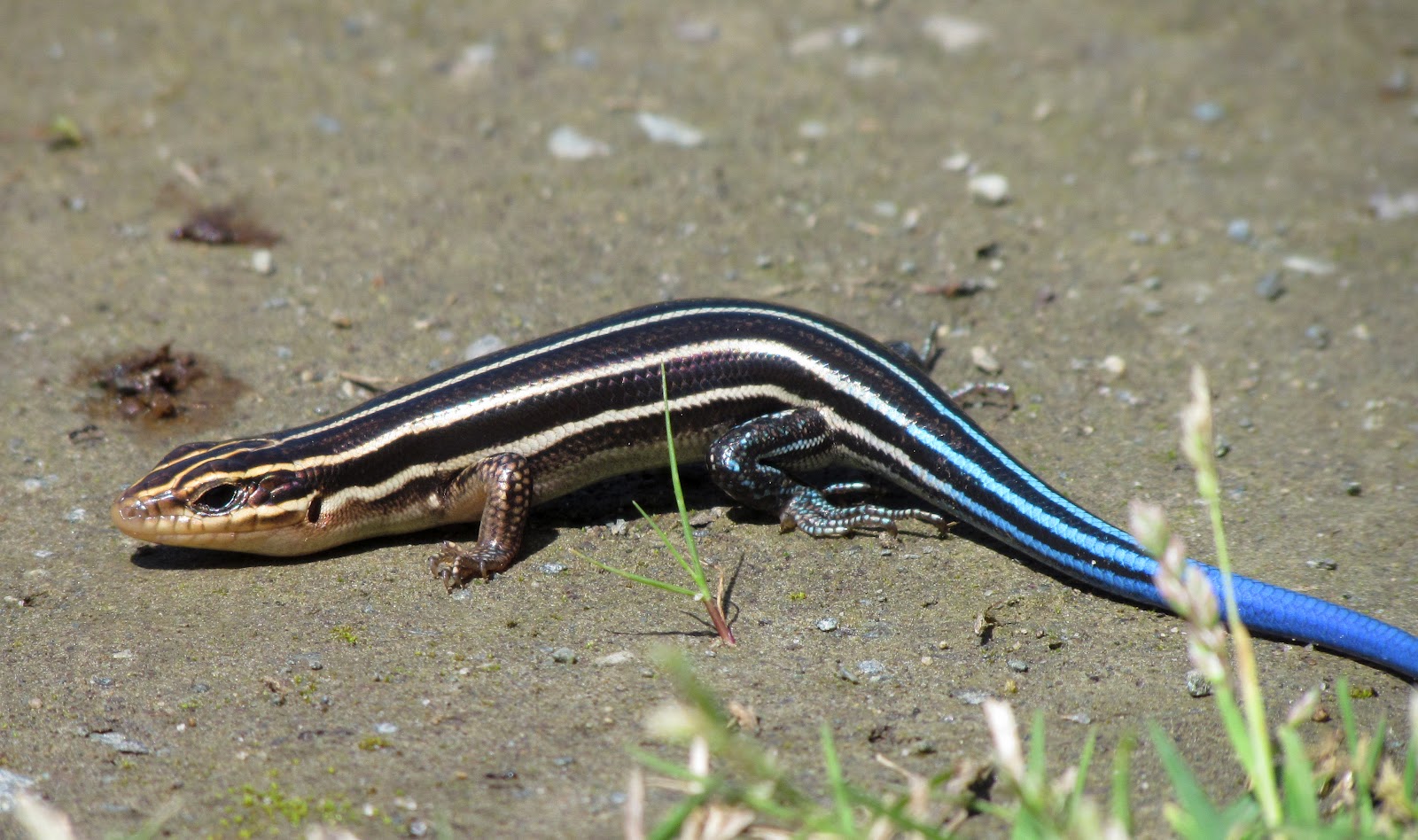 Blue Tailed Salamander