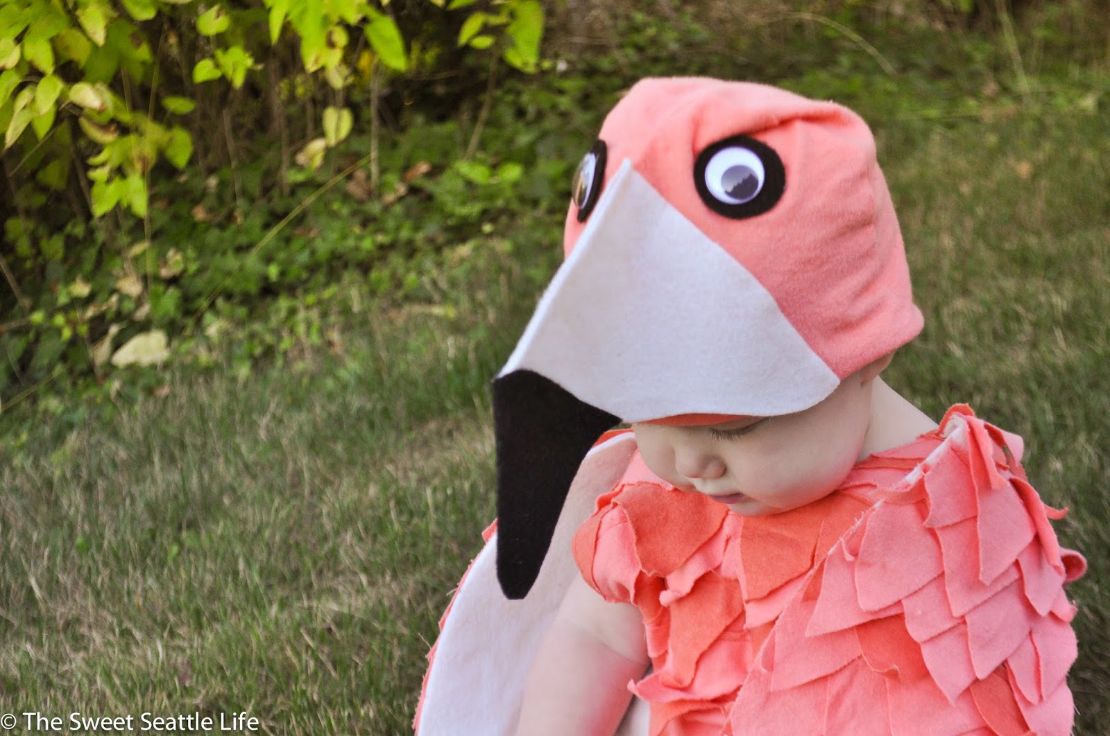 Chris and Sonja The Sweet Seattle Life Halloween Baby Flamingo