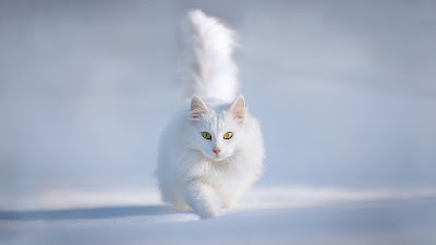 Cute-White-Persian-Cat-In-Snow-Desktop-Wallpaper