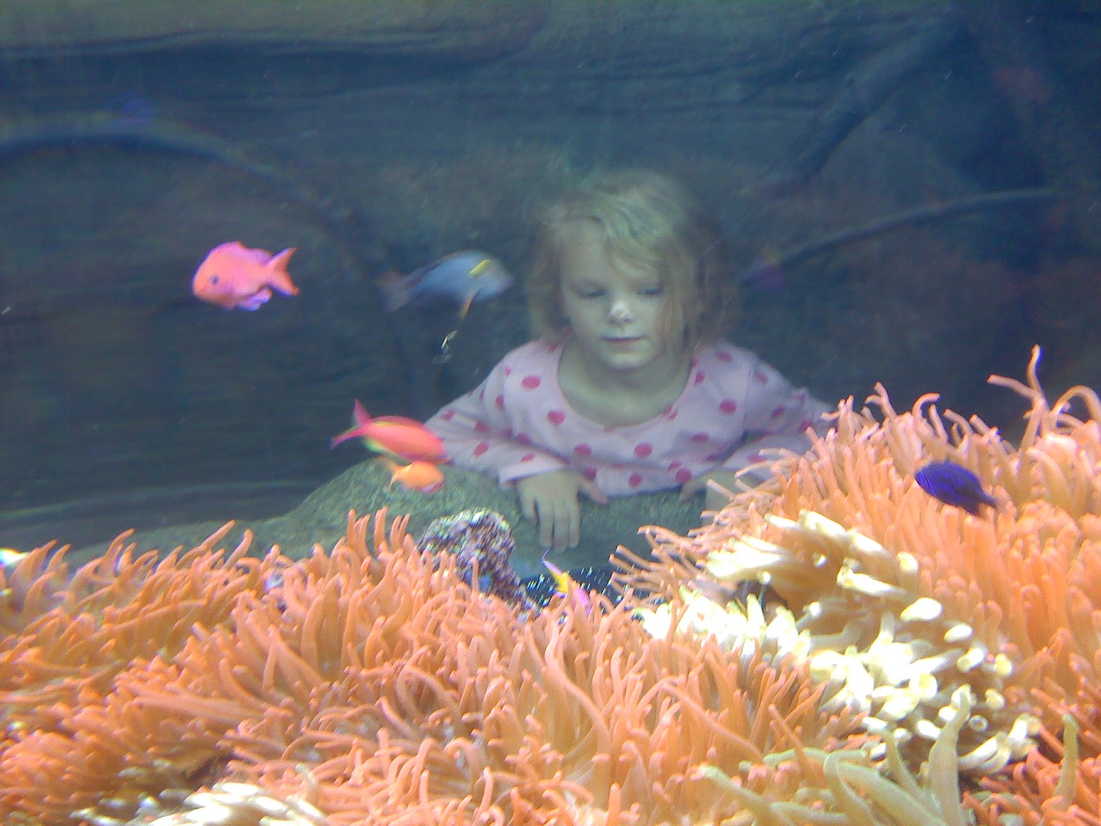 Explore Colorado Downtown Aquarium The place where Mermaids come to Life