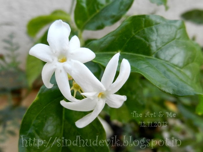 Shankarapura Jasmine or Mangaluru Mallige Flowers