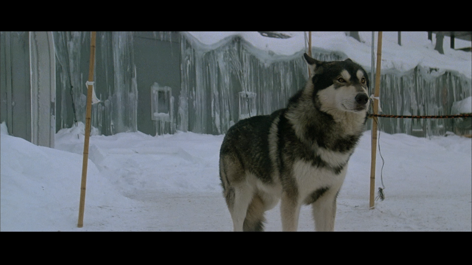 Happyotter: THE THING (1982)