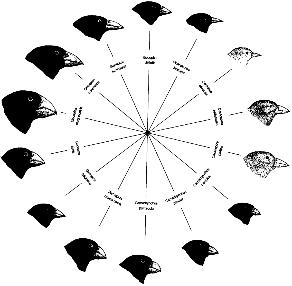 Galapagos Finches Evolution - 1137x1117 - png Galapagos Finches Evolution