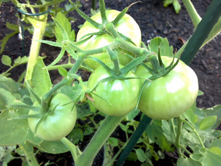 Divinebunbun's Rugged Rural Missouri Tomato Growing Six Tips for Success