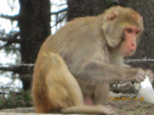 The "Rhesus Macaque" that stole my lunch packet outside historic "Chinni Bangla".