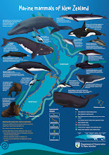 MARINE MAMMALS OF NEW ZEALAND