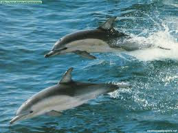 delfines 2