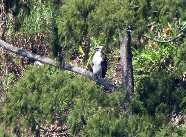 To view Philippine Eagle story