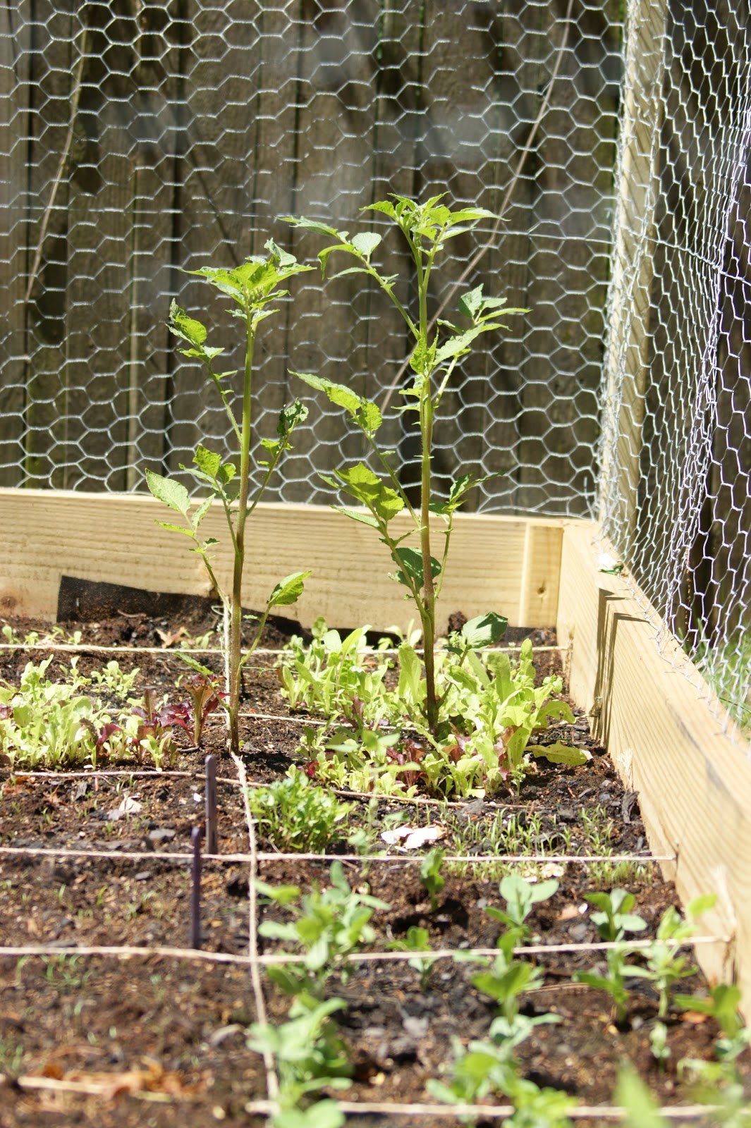 The Lunch Lady Square Foot Gardening Explained