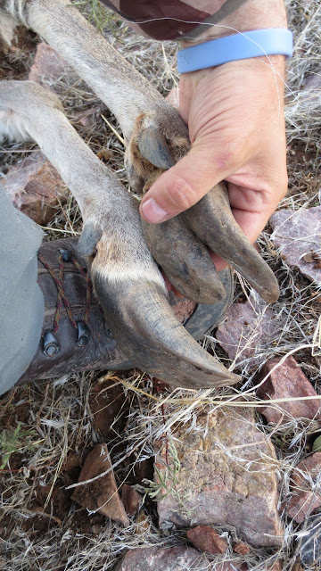 Arizona+December+Coues+Deer+hunt+with+Colburn+and+Scott+Outfitters+23.JPG